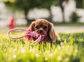 7 Pet Friendly Yard Ideas