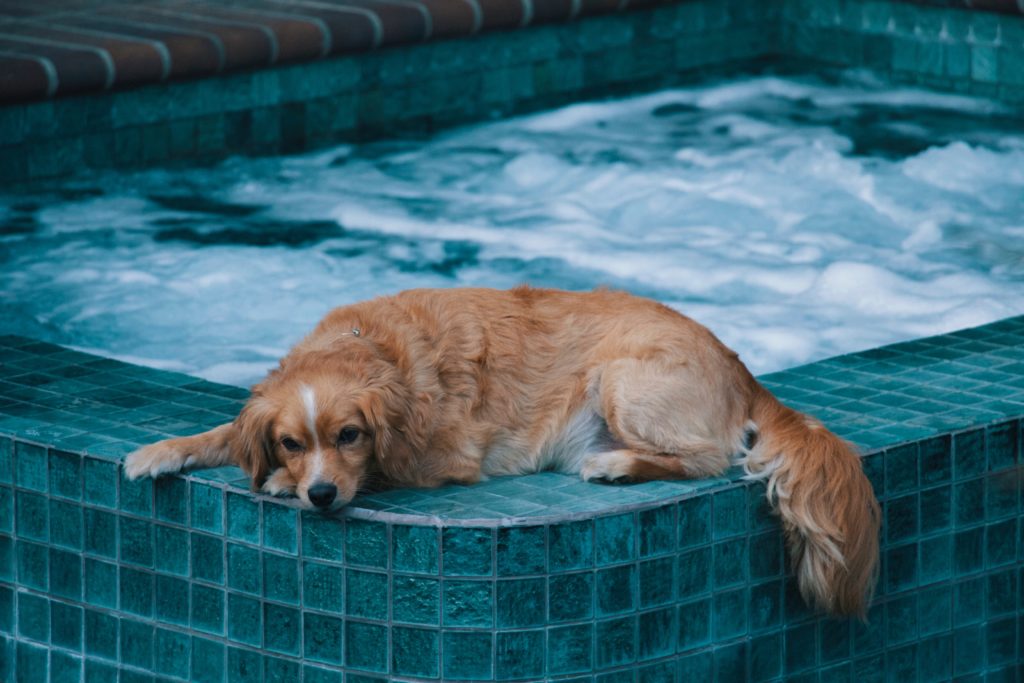 dog by the pool