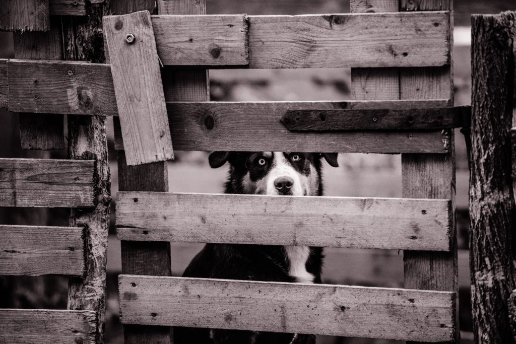 dog fence