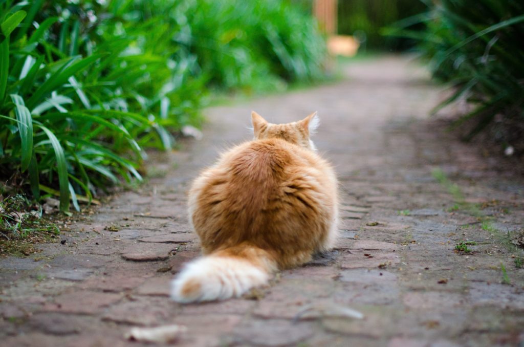 cat path