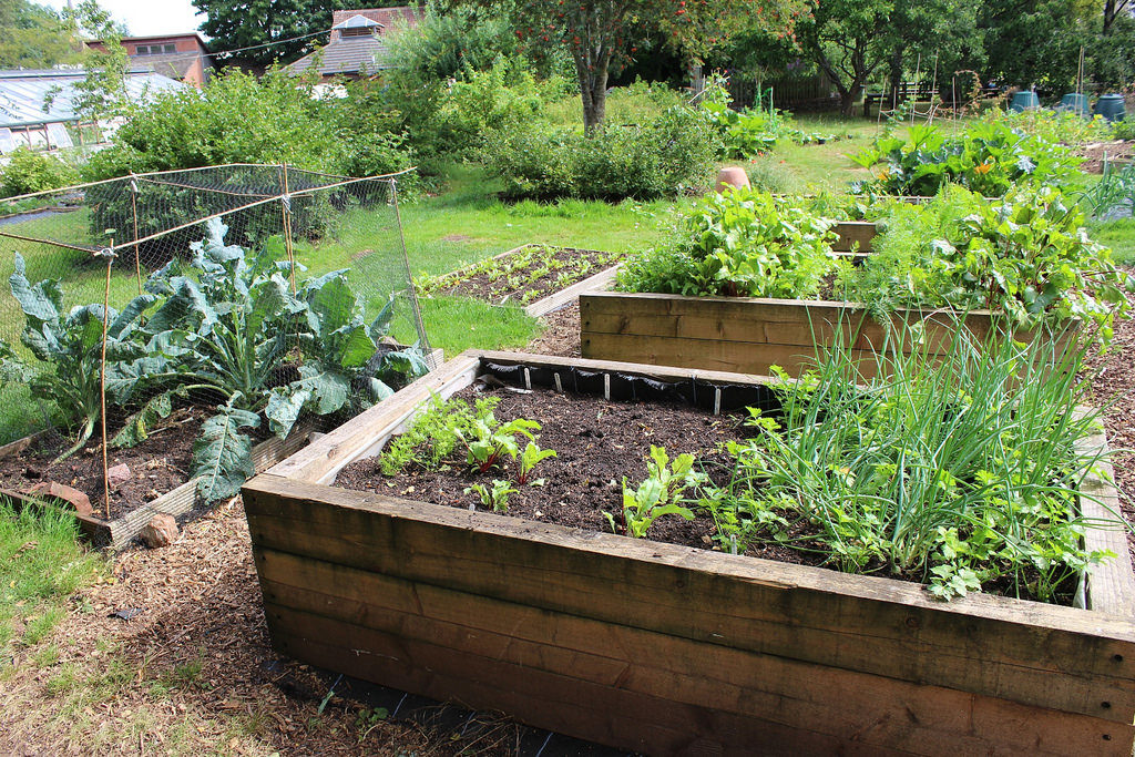 raised garden